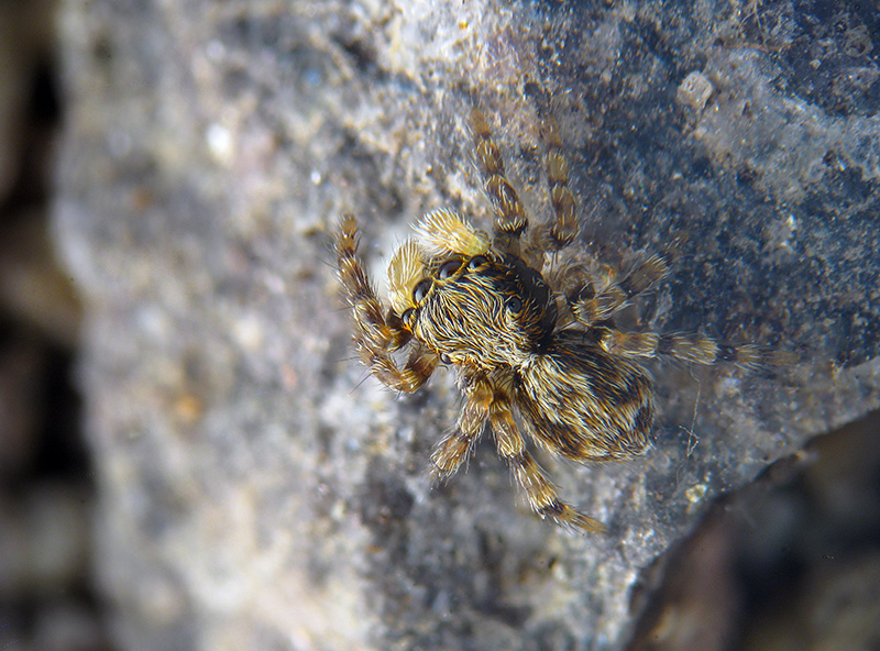 Pseudeuophrys sp. - Albizzate (VA)